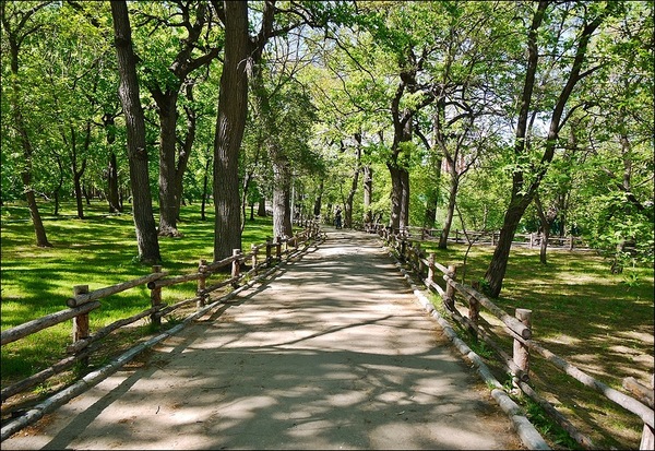 Woodland trail with warm afternoon light